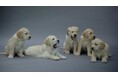 【11月は、犬の月!】犬の魅力とためになる情報がてんこ盛りの特別編成!11月1日(ワン・ワン・ワン)は「犬の日」を記念して、朝から晩までワンちゃんづくし!