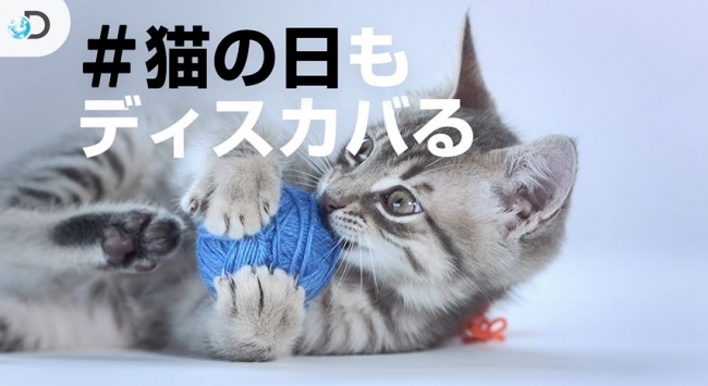 2月22日 ディスカバリーチャンネルのyoutubeで 猫の日 を展開 ディスカバリー ジャパン合同会社のプレスリリース