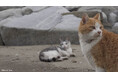 看板猫に野良猫、旅先で偶然出会った猫たちを訪ねるシリーズ「新・旅猫ロマン」の新エピソードを10月17日（土）より旅チャンネルにて日本初放送！前シリーズ「旅猫ロマン」もアニマルプラネットで放送
