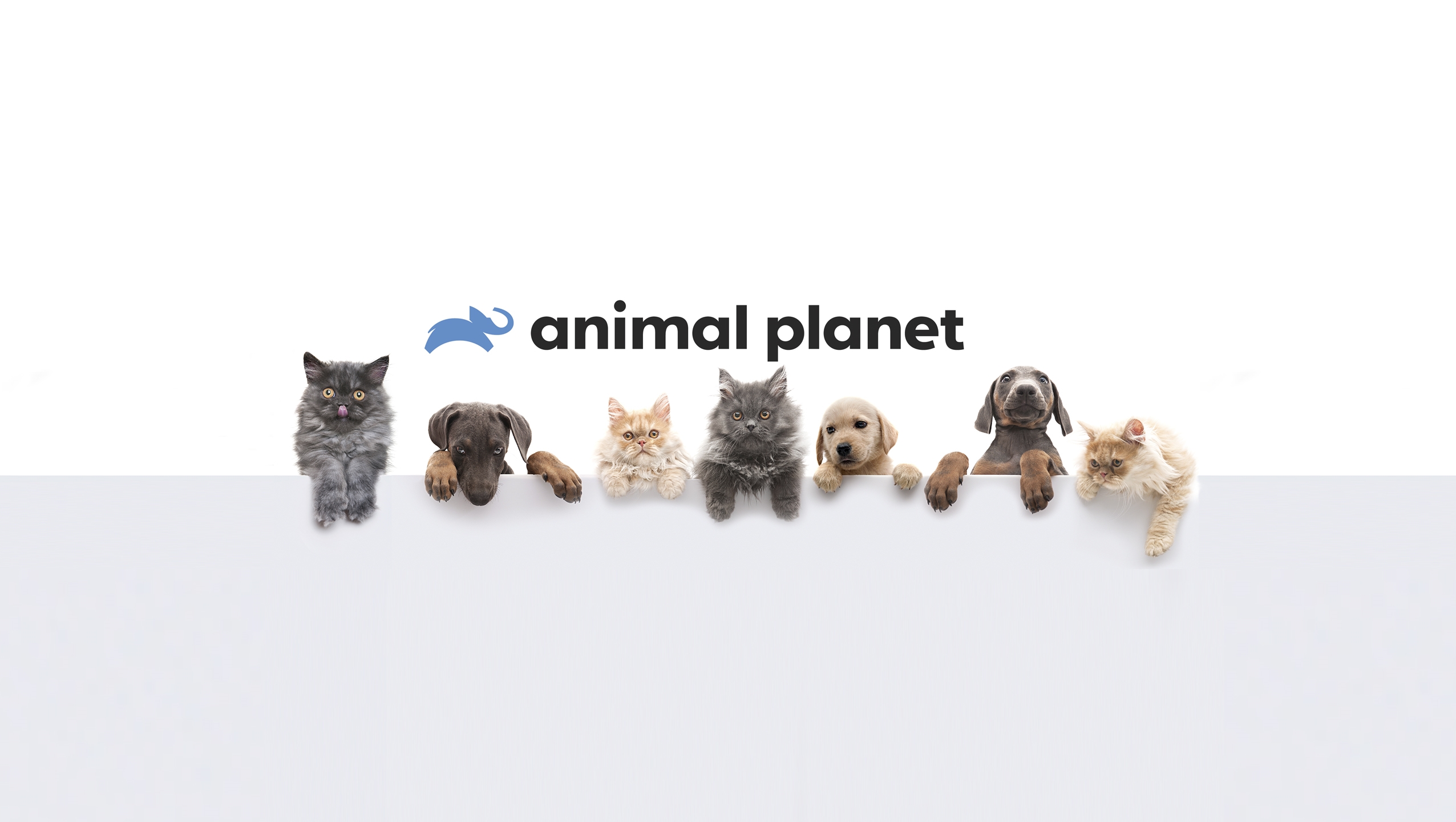 世界最大級の動物チャンネル アニマルプラネット 5月27日より公式youtubeチャンネルを開設 ディスカバリー ジャパン合同会社のプレスリリース