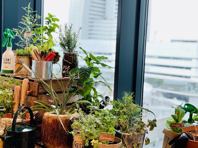 食にまつわる植物をオフィスの各所に配置