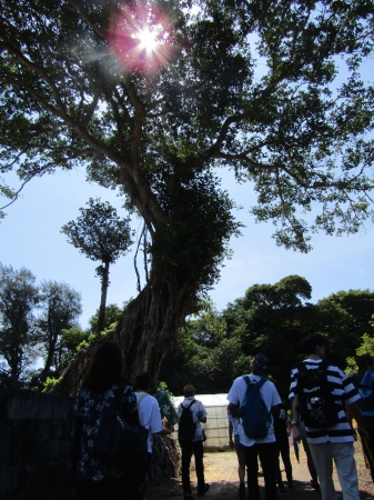 宜野座村の大きなガジュマルとフクギ