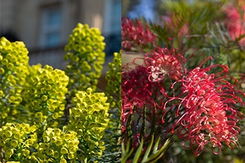春の花の一例 （左）ユーフォルビア：銀色の葉と黄緑の花のコントラストが美しい （右）グレビレア：赤いブラシを連想させるユニークな形状