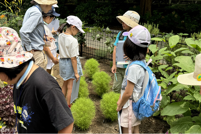 植えたホウキソウの成長を確認