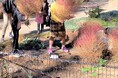 練馬区立 四季の香ローズガーデン/全国の公園管理者では初の地域の環境保全活動の環を広げるこどもエコクラブ/秋や冬を感じる園内を活用し、自然を生かした活動を実施