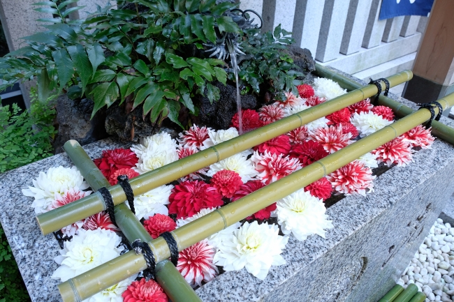 花のオウンドメディア 第一園芸の花毎 はなごと が立春に日本橋 福徳神社で花手水 はなちょうず を奉納 第一園芸株式会社のプレスリリース