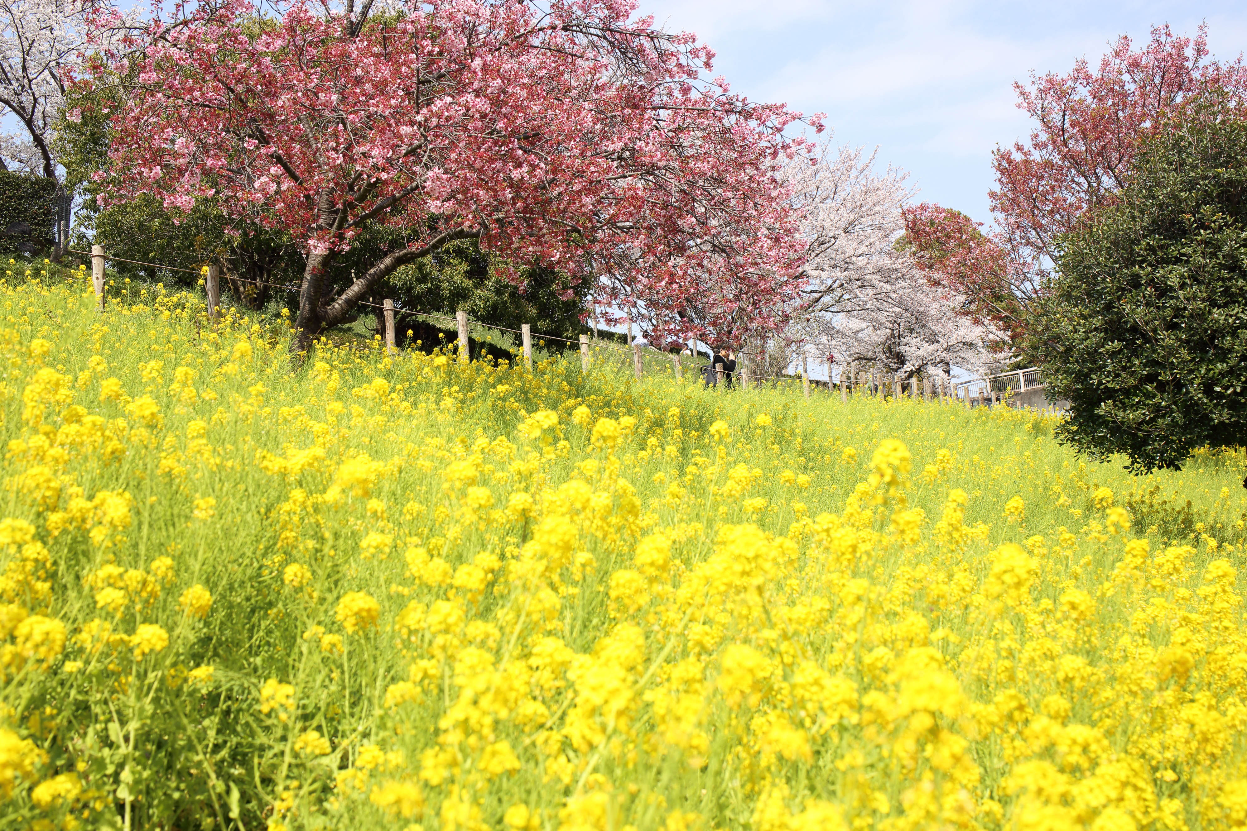 春の無料花摘みイベント開催 第一園芸独自の緑化技術でできたオーダーメイド花畑 第一園芸株式会社のプレスリリース