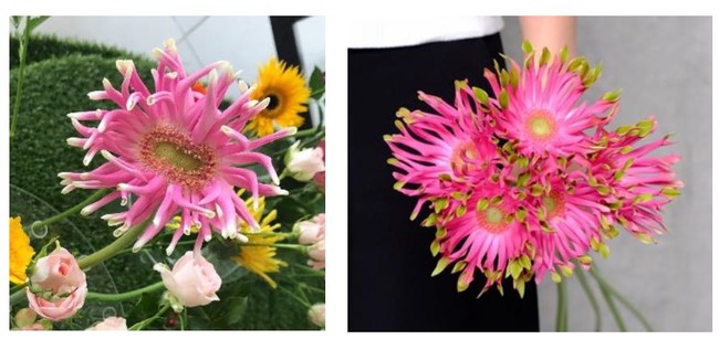  （左）形がゆがんだ個性的なユニークフラワー／（右）流通している花