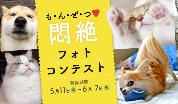 犬猫の「こりゃたまらん 」な瞬間の写真を大募集！『悶絶フォト 