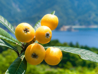 蜜のような甘さ 白い果肉を持つu201c幻の白ビワu201dを化粧品に ふるさと元気 