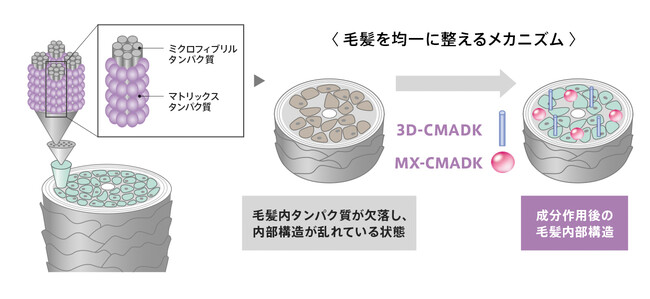 イラストはすべてイメージです