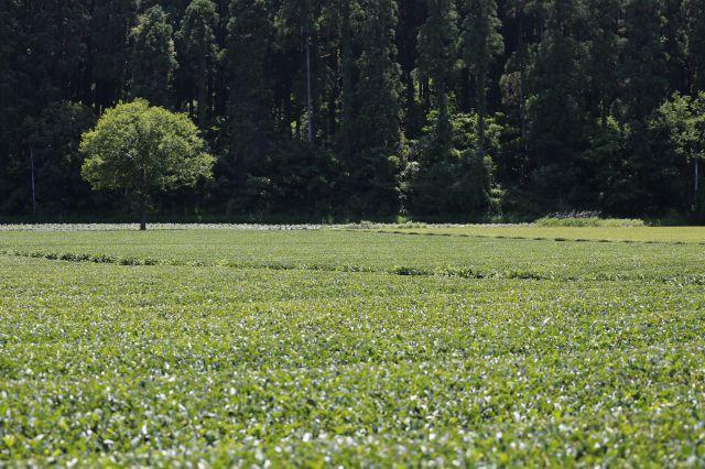 宮崎県は全国第4位の生産量を誇るお茶どころ。高い品質のお茶が、熱意ある生産者によってつくられています。