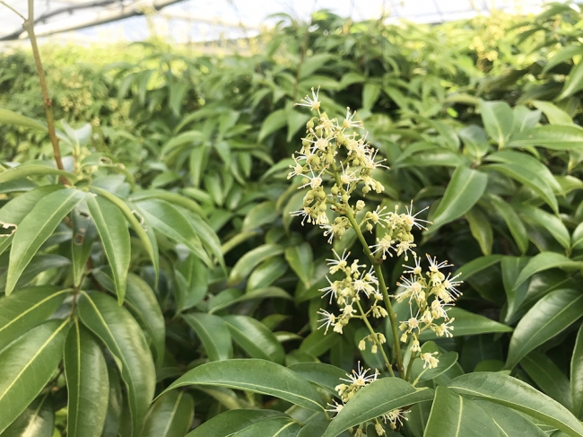 1月に開花した国産ライチの花。生産者しか知り得なかった生産現場での情報を後継人財の獲得にも役立てます。