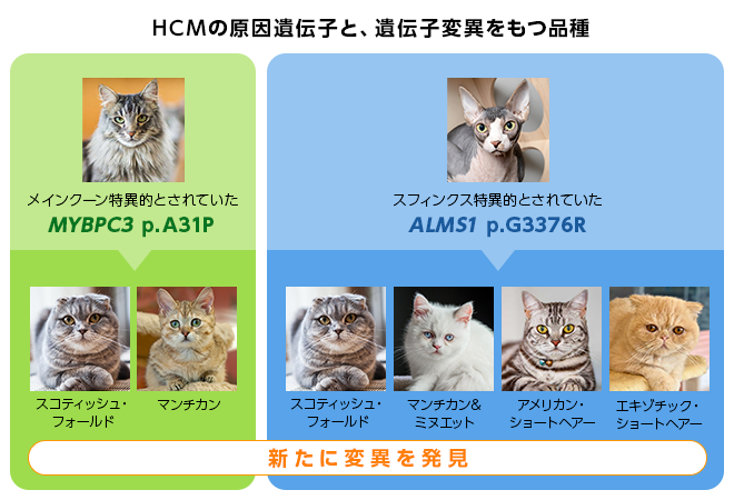 HCMにはどのような種類がありますか?