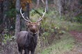 北海道の野生エゾシカでゲノム配列を解読