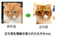 ～見た目は立ち耳でも、折れ耳関連変異を有する場合があることを確認～