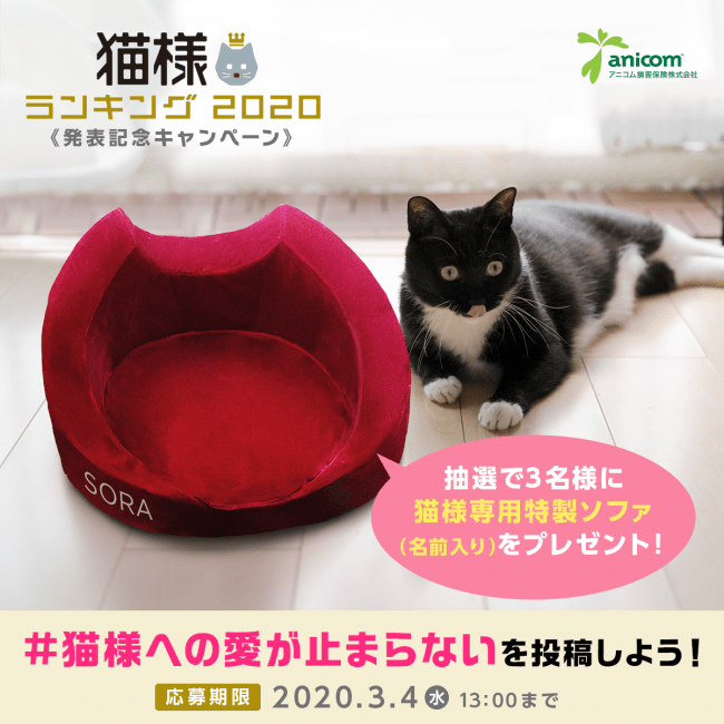 限定タイムセール 前田の猫様専用￼❗️ asakusa.sub.jp