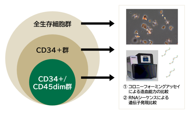 ▲イヌ骨髄から採取した細胞の解析の流れ：セルソーターを用いて「全生存細胞群」「CD34＋群」「CD34+CD45dim群」の3群に分離された後、コロニーフォーミングアッセイとRNAシーケンスを用いて各群の解析が実施されました。