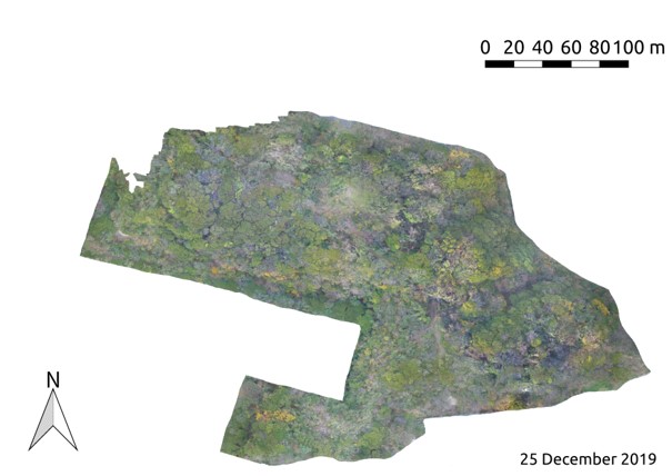 図. 夏島貝塚におけるオルソモザイク画像。80%のオーバーラップで撮影した画像をAgisoft社のPhotoScanを用いて合成した（JAMSTEC 永井　信主任研究員より提供）。夏島貝塚において生育する樹木の様子が個体ごとに良く分かります。