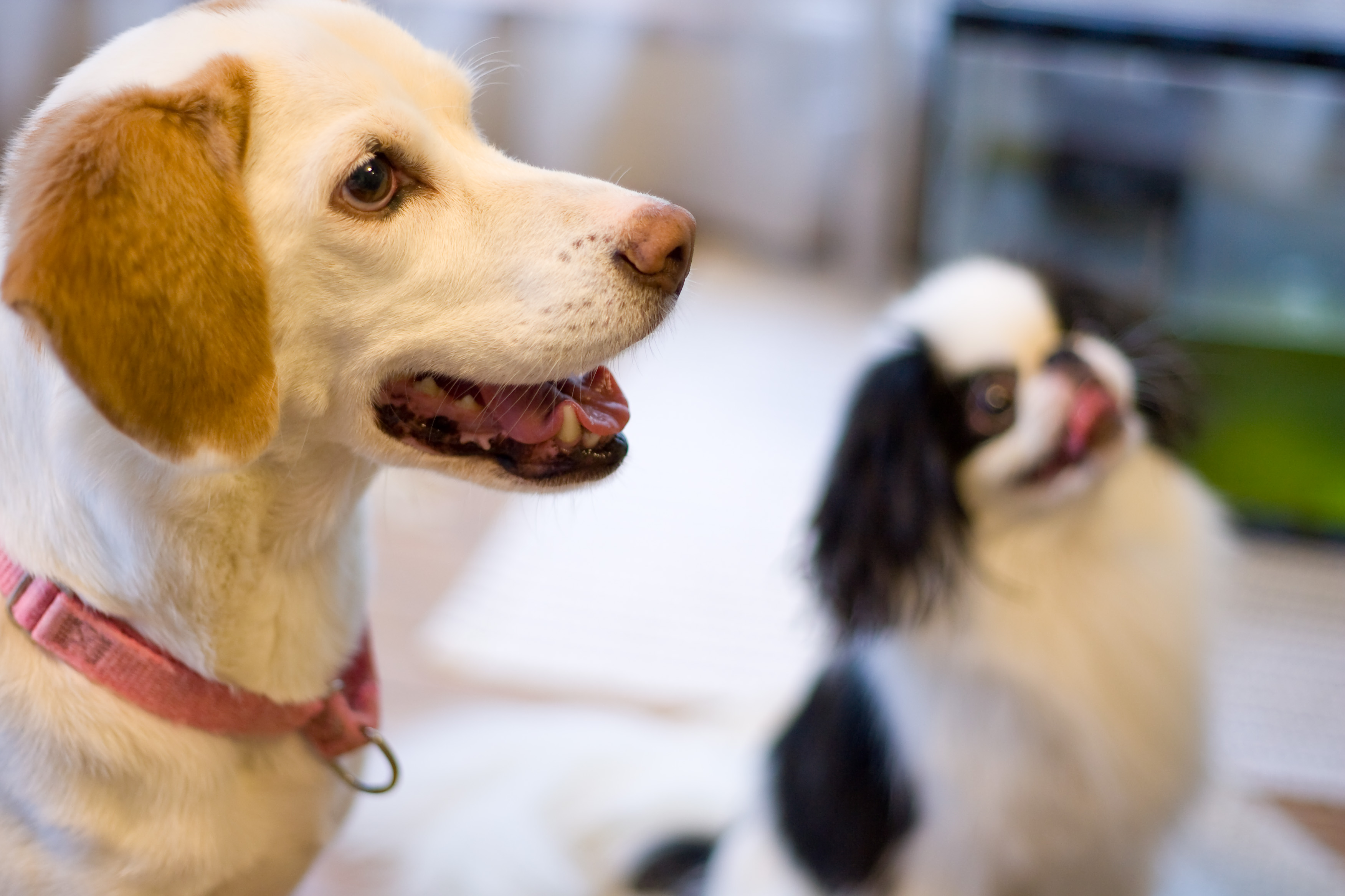 社会福祉の課題に見え隠れする動物問題に迫る 講演会 第1回veterinary Social Work講座 を開催 一般社団法人アニマル リテラシー総研のプレスリリース