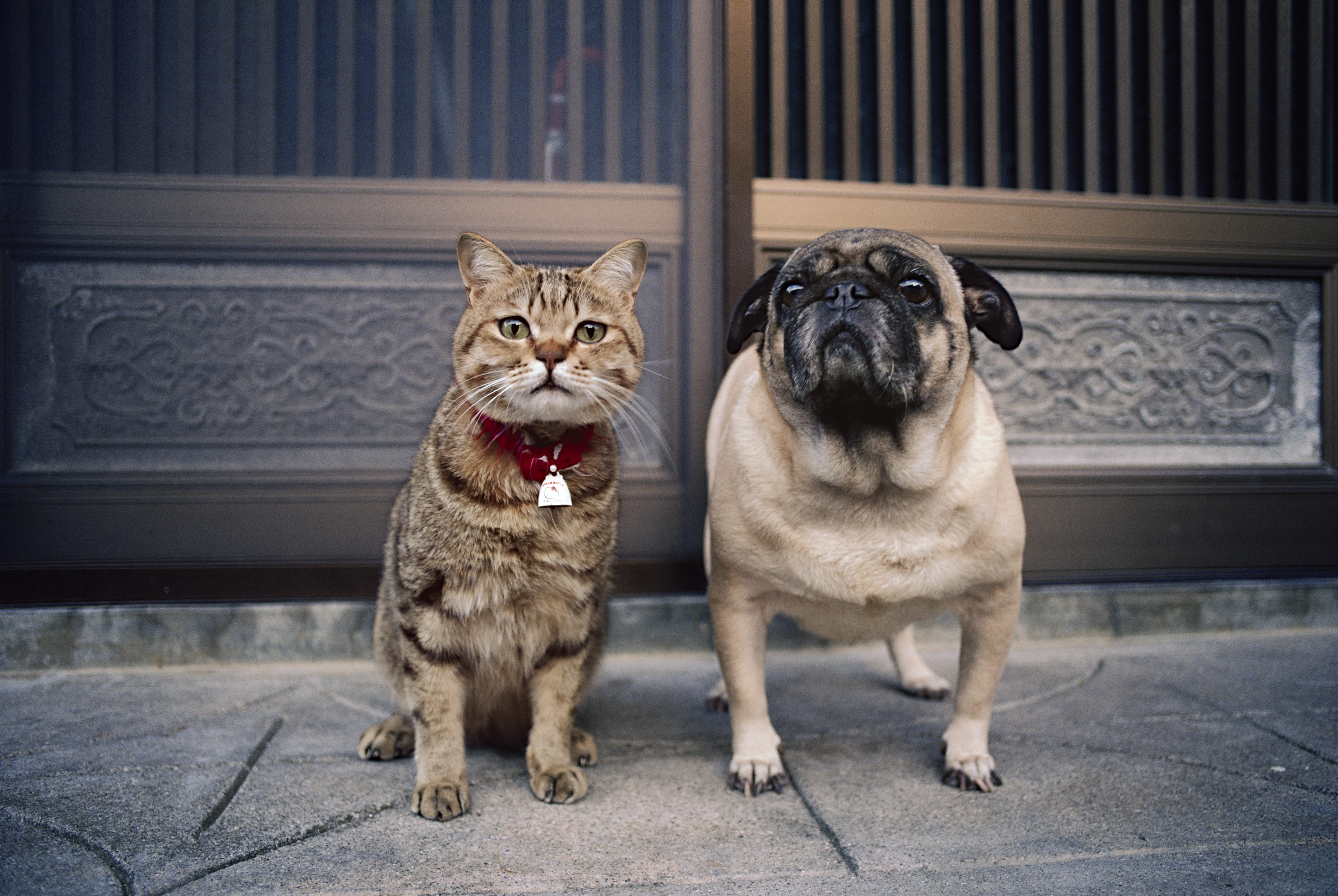 猫が幸せなら人間も幸せになれる】経済情報番組「GINZA CROSSING Talk