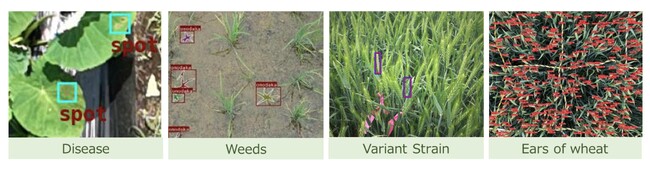 4. AI capable of Detecting Various Crops and Anomalies