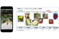 スマホでシンプル 「イチゴ収量予測ツール」 販売開始 ~動画撮影で熟度判定&生育・収量予測を実現~