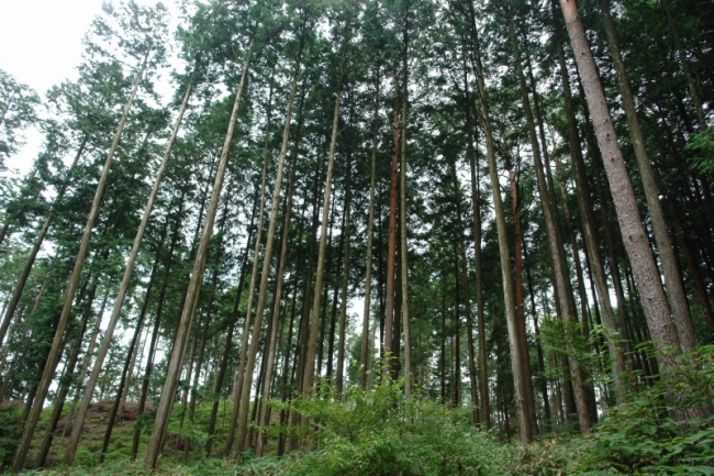 日本は国土面積の約67％が森林で先進国の中では、フィンランドに次いで二番目に森林率が高い。