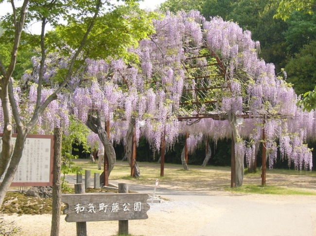 和気町藤公園　ふじの花