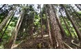 6月3日、輪島市・能登森林組合・more treesが 「能登・ふるさと共創の森づくり」協定を締結