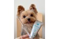 ペットのお口に優しい4種の唾液酵素歯磨剤の発売から3年。飼い主様の声を反映し、『オーラバイオペーストPRO』(無香料)発売!
