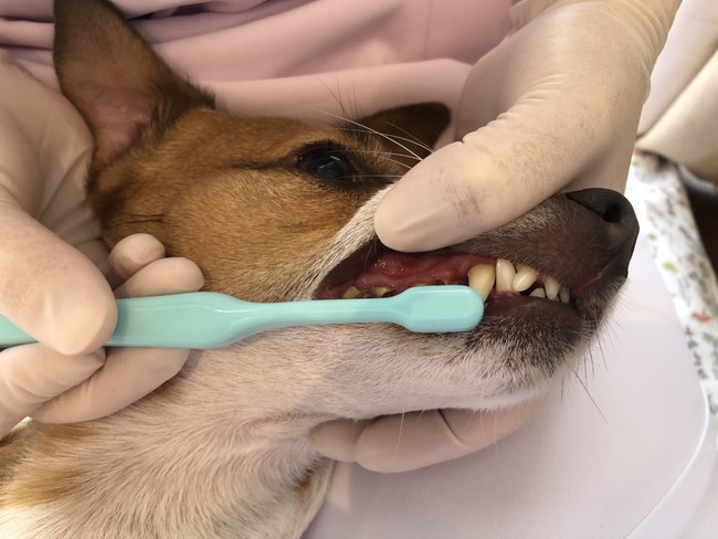 犬の歯科衛生士」✕「歯ブラシマイスター」が共同開発、ペットのお口に優しい歯ブラシ、クラウドファンディング「Makuake」  でプロジェクト６月４日スタート！｜株式会社BYRONのプレスリリース