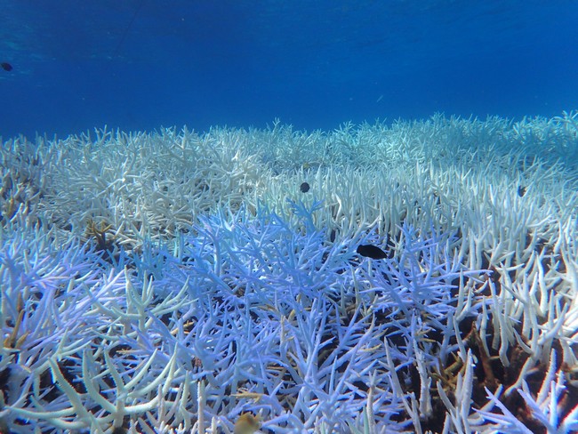 ドコモが 沖縄の海のまっ白な真実 に警鐘 白化サンゴの実態を伝え サンゴを守るための行動を促す 株式会社nttドコモのプレスリリース
