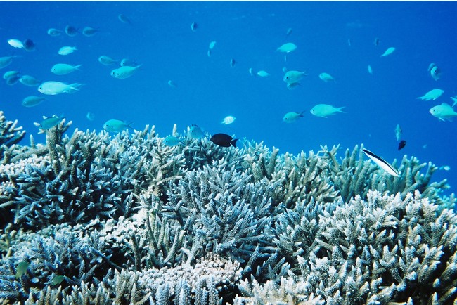 ドコモが 沖縄の海のまっ白な真実 に警鐘 白化サンゴの実態を伝え サンゴを守るための行動を促す 株式会社nttドコモのプレスリリース