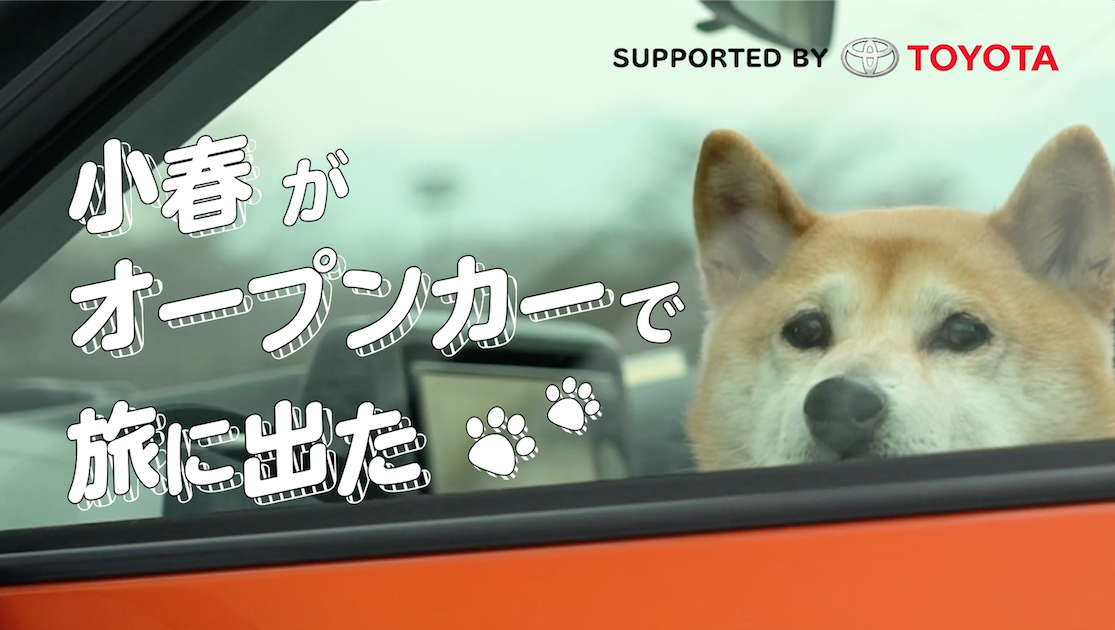 Youtubeで大人気の柴犬 小春がトヨタの コペン Gr Sport に乗って関東ドライブ旅へ出発 小春がオープンカーで旅にでた 11月1日 犬 の日 より4日間連続で配信 ワンメディア株式会社のプレスリリース