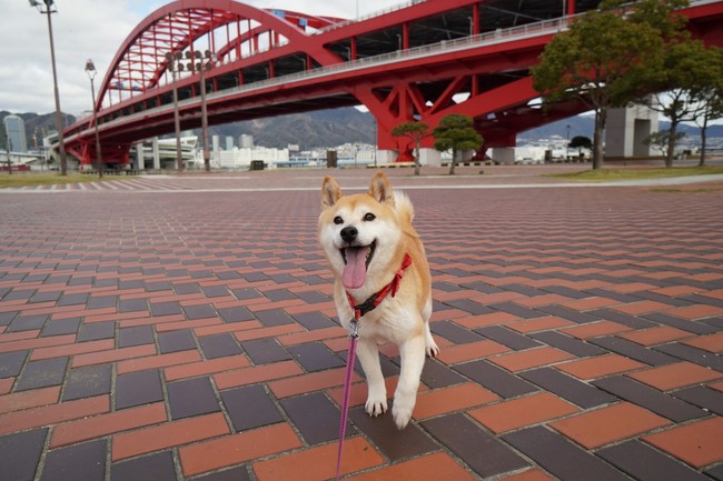 Youtubeで大人気の柴犬 小春がトヨタの コペン Gr Sport に乗って関東ドライブ旅へ出発 小春がオープンカーで旅にでた 11月1日 犬 の日 より4日間連続で配信 ワンメディア株式会社のプレスリリース