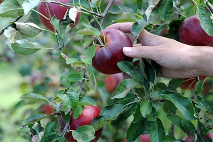 生産量1％以下のりんご「蜜紅玉」を10月21日より限定発売 企業リリース