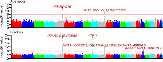 約1万人データからビッグデータ解析により まぶた 眉 肌 体毛 毛髪などに関連する７つの特徴と関連の強い遺伝子 領域を新たに発見 株式会社エムティーアイのプレスリリース