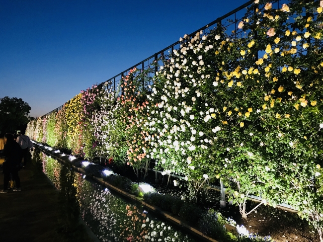 幻想的な花と光のコラボレーション 今が見頃のローズガーデンのライトアップは18年5月13日 日 まで 株式会社足利フラワーリゾートのプレスリリース