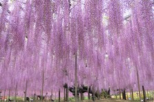 新型コロナウイルス感染拡大予防に伴う ふじのはな物語 開催期間の短縮および営業時間変更のお知らせ 株式会社足利フラワーリゾートのプレスリリース