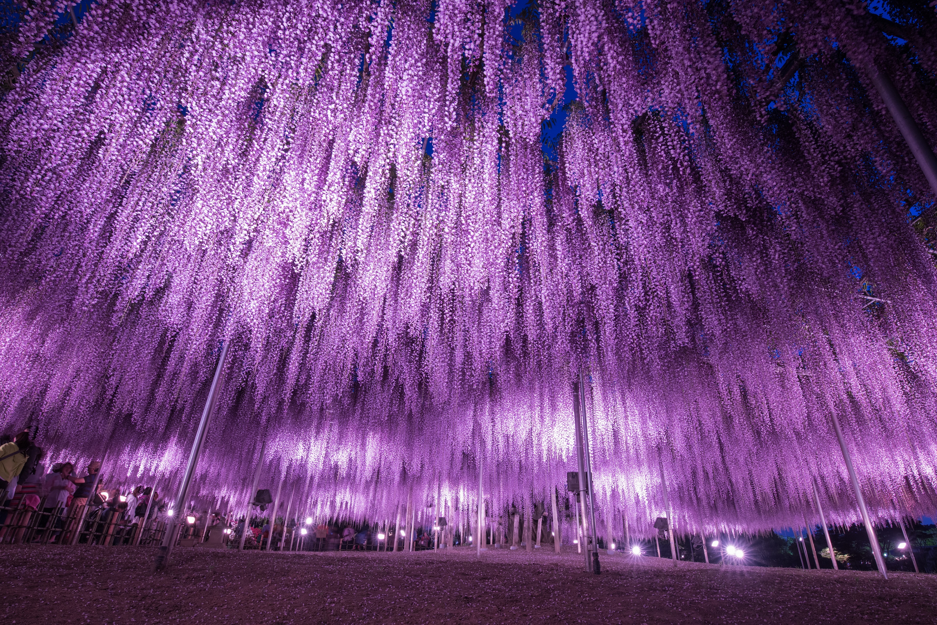 350本以上の藤の花と 5000株以上のツツジが咲き乱れる ふじのはな物語 大藤まつり22 が22 年4月16日 土 より開催 株式会社足利フラワーリゾートのプレスリリース