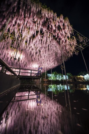 大藤 夜4 大藤 夜4