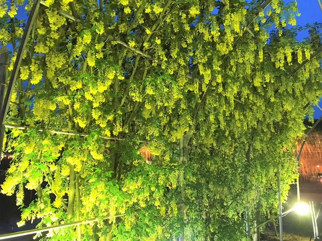 きばな藤 夜 きばな藤 夜