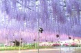 350本の藤が咲き誇り、百花繚乱の園内となっております!