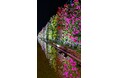 花のステージは、藤の花からローズガーデンへ『500種2500株の華やかなバラが見頃を迎えました!』