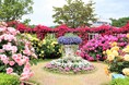 花のステージは、藤の花からローズガーデンへ『５００種２５００株の華やかなバラがまもなく見頃を迎えます！』