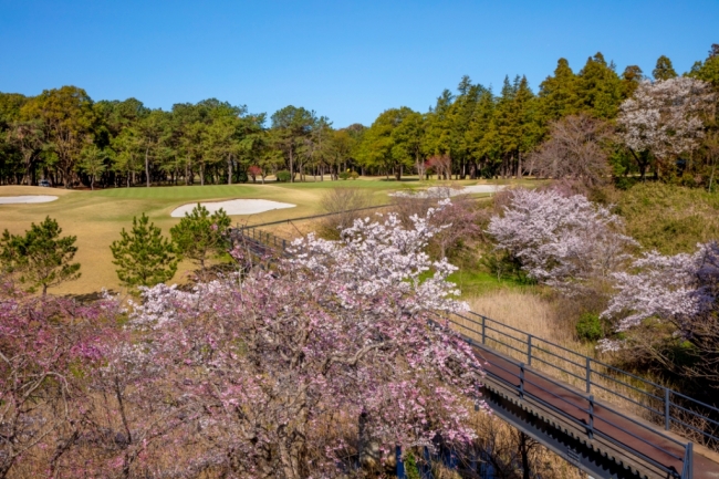 太平洋クラブ八千代コース　6番ホールの桜 撮影宮本 卓