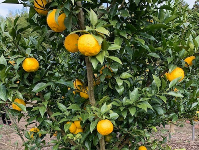 D29693 50 735637 0