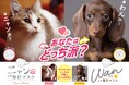 マスク選びに“猫派・犬派”という新提案！