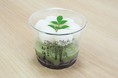 ずんだをふんだんに使った、ひんやり冷たい「茶豆ずんだの白玉しるこ」を船橋屋こよみにて8月限定で販売致します。
